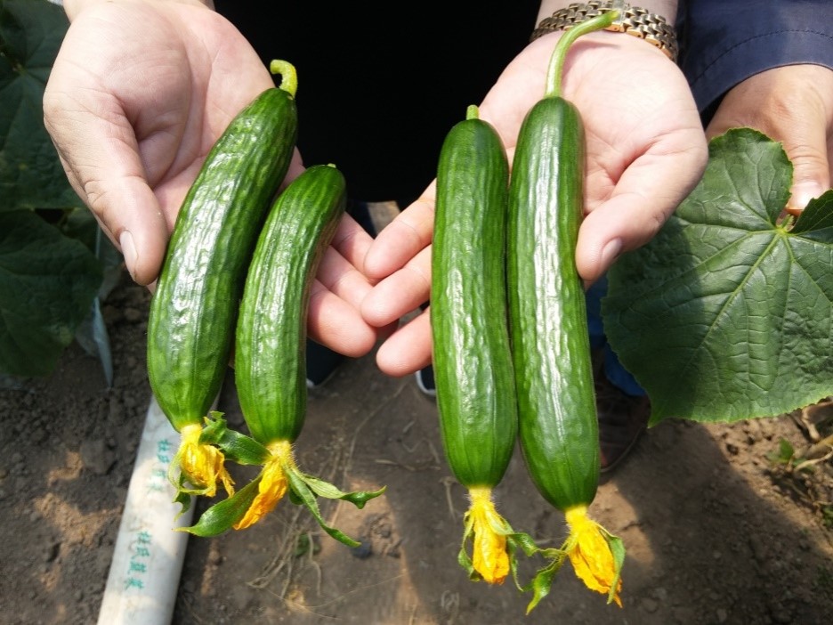 16th World Vegetable Fair display featuring HEH-201 Supreme cultivation results