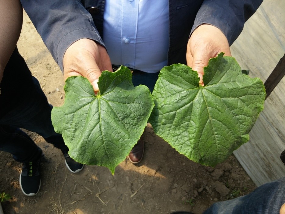 World Vegetable Fair field display comparison for crops treated with HEH-201 Supreme