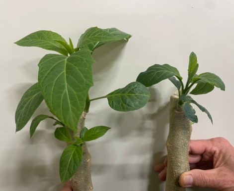 Angel's Trumpet growth comparison with and without HEH-201 Supreme treatment