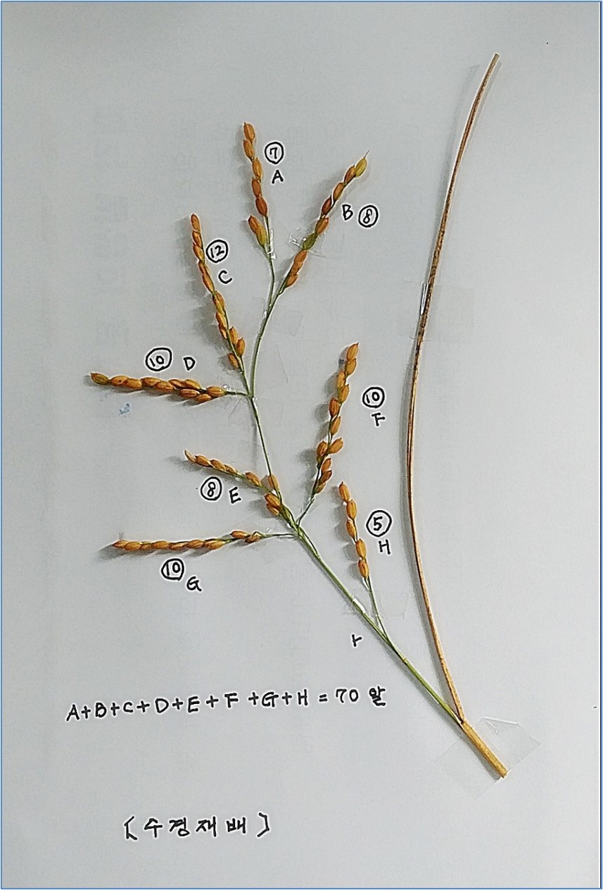 HEH-201 Supreme treated rice cultivation comparison field photo