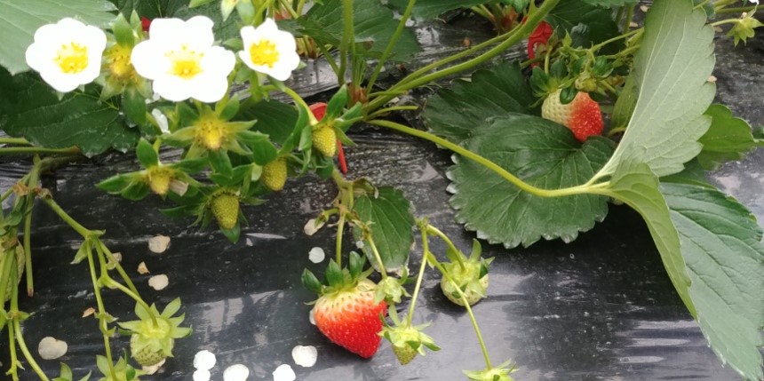 Farmhouse cultivation site survey image documenting HEH-201 Supreme field use