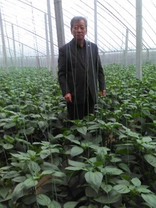 Test cultivation of cucumbers using HEH-201 Supreme in China field trial