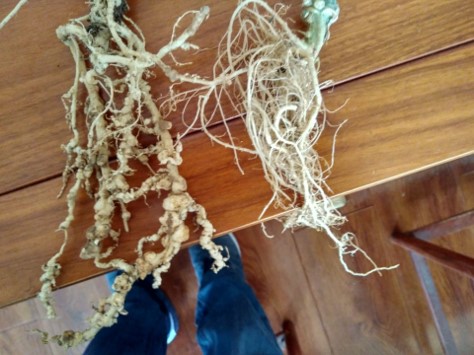 Cucumber roots before and after
