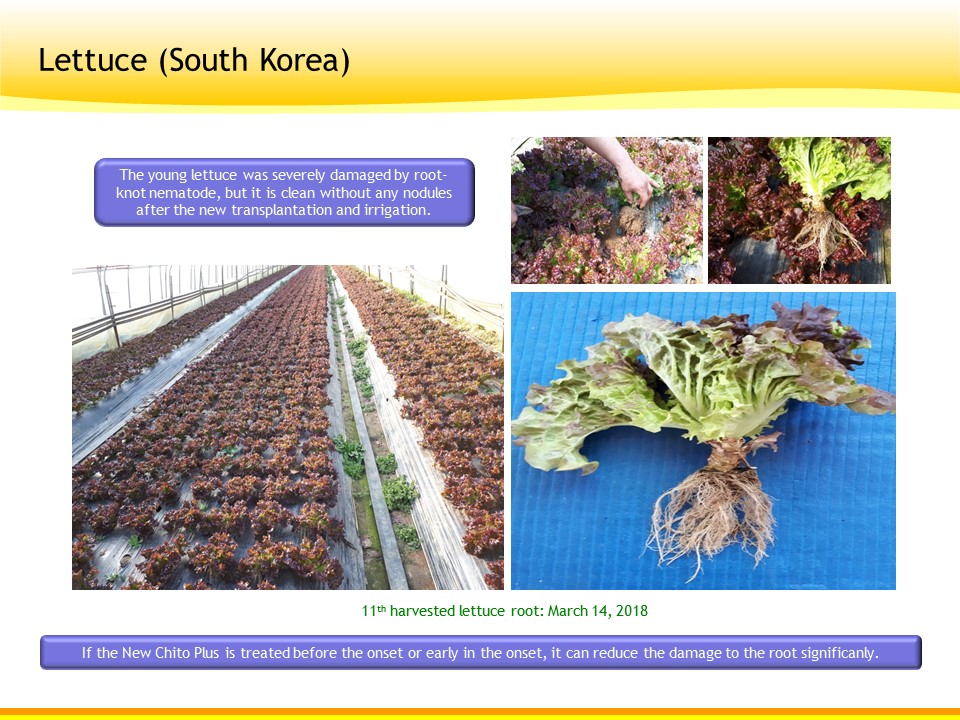 Lettuce field result