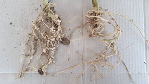 Watermelon roots before and after