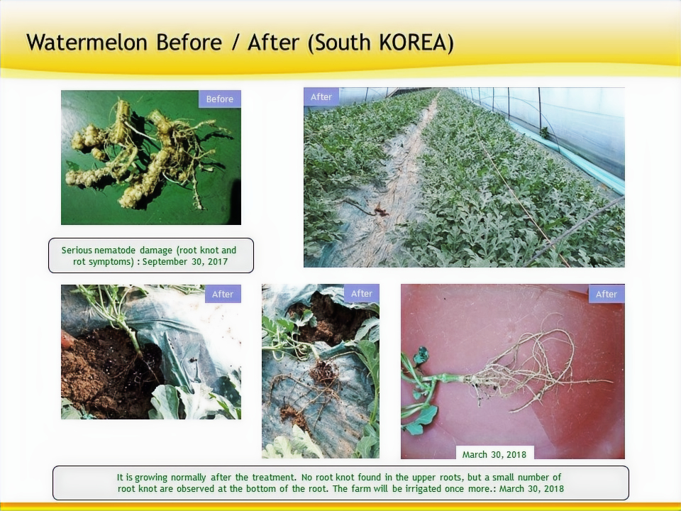 Watermelon field result